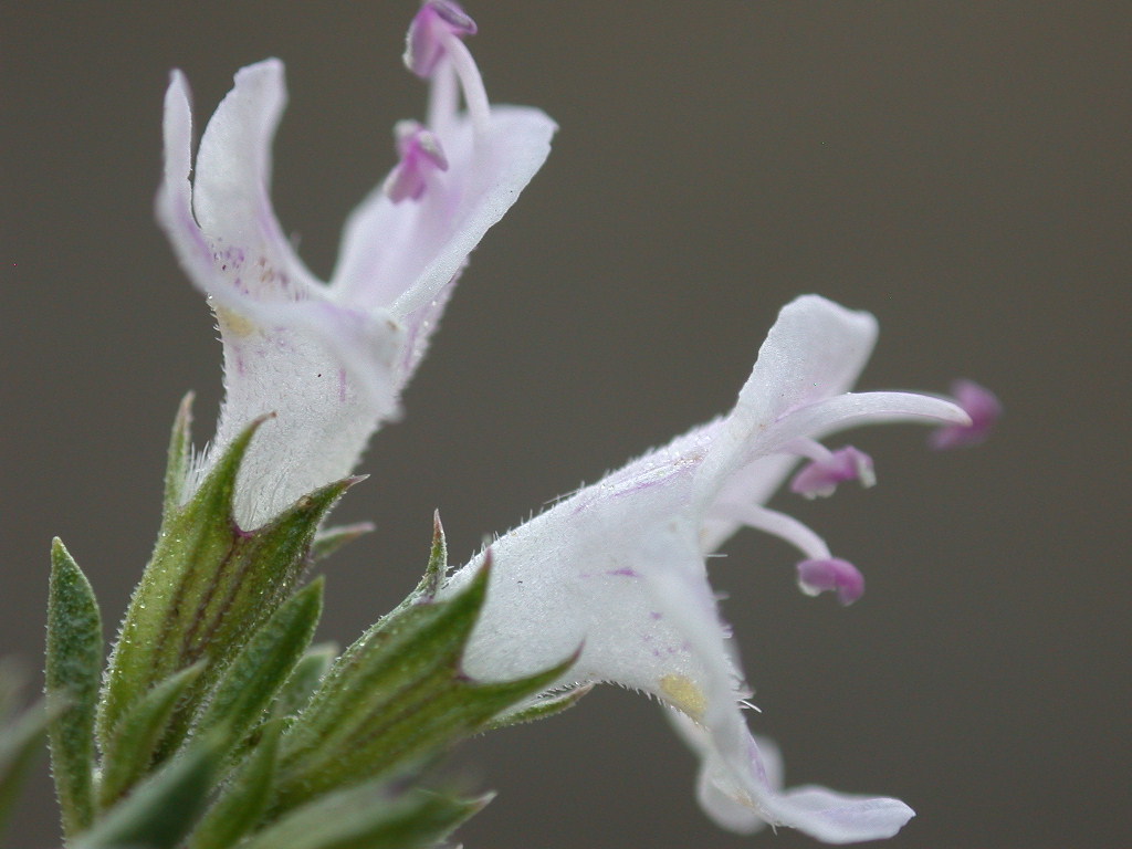 Satureja montana / Santoreggia montana